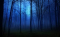 ночные деревья