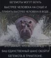 Вело-bash