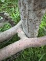 История моделей Пензенского завода им. Фрунзе (ЗИФ/ПВЗ)
