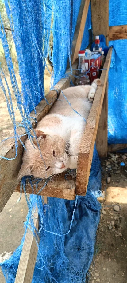 На крокодиле по Дагестану
