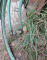 История моделей Жуковского велосипедного завода (ЖВЗ)