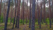 На крокодиле в ПВД: Петушки-Шатура