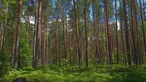 На крокодиле в ПВД: Петушки-Шатура