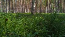 На крокодиле в ПВД: Петушки-Шатура