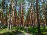 На крокодиле в ПВД: Петушки-Шатура