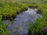 На крокодиле в ПВД: Петушки-Шатура