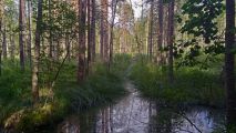 На крокодиле в ПВД: Петушки-Шатура